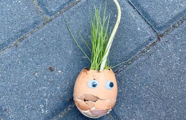 Mit Kindern Pflanzen in Eierschalen ziehen