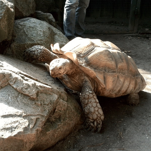 schildkröte-frei-mamaskind