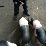 schweine-streicheln-cottbus-mamaskind