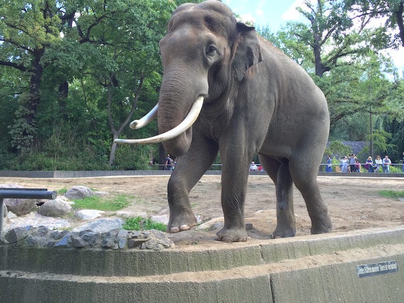 elefant-zoo-besuchen-mamaskind