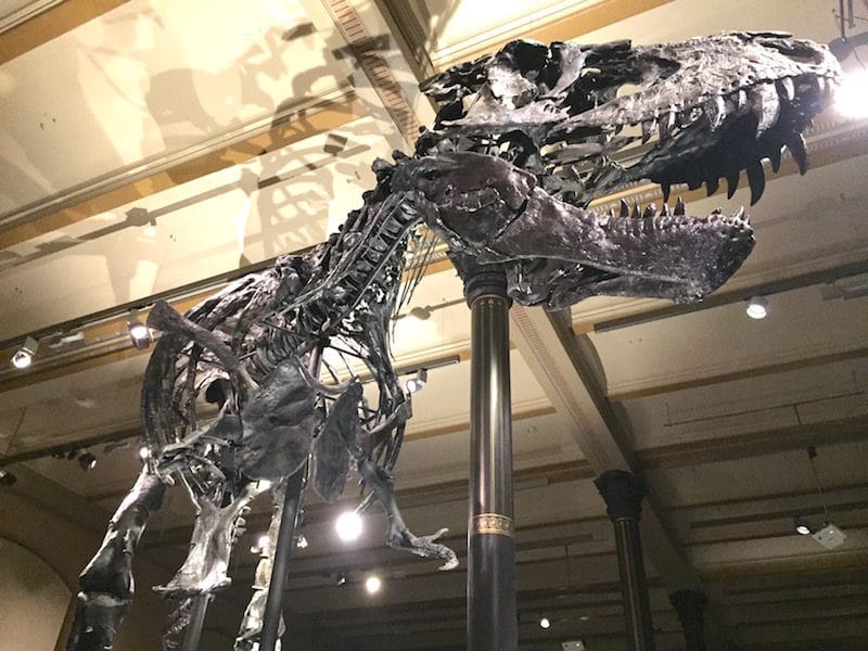 tristan-otto-tyrannosaurus-rex-mamaskind