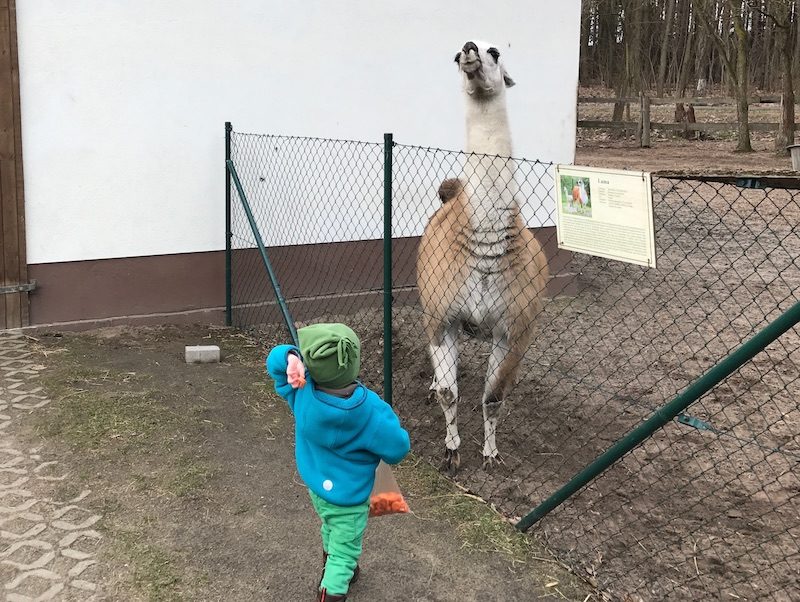 Sohn 2.0 füttert ein Lama.