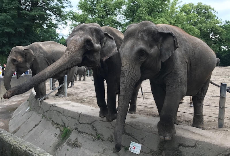 Besuch im Tierpark Hagenbeck in Hamburg. Die Elefanten sind toll! | Mehr Infos auf Mamaskind.de