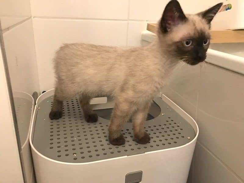 Siam-Heilige Birma Mix Kitten hat es raus: Katzentoiletten mit Einstieg oben. | Mehr Infos zu Katzenzubehör und Kosten auf Mamaskind.de