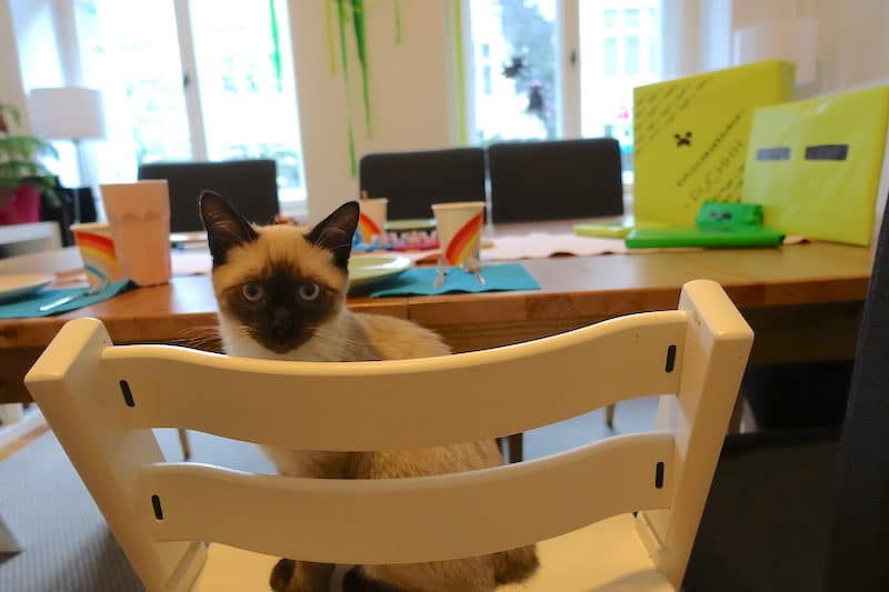 Freddy die Katze will mitmachen und hüpft dauernd auf den verbotenen Tisch! | Mehr Infos auf Mamaskind.de