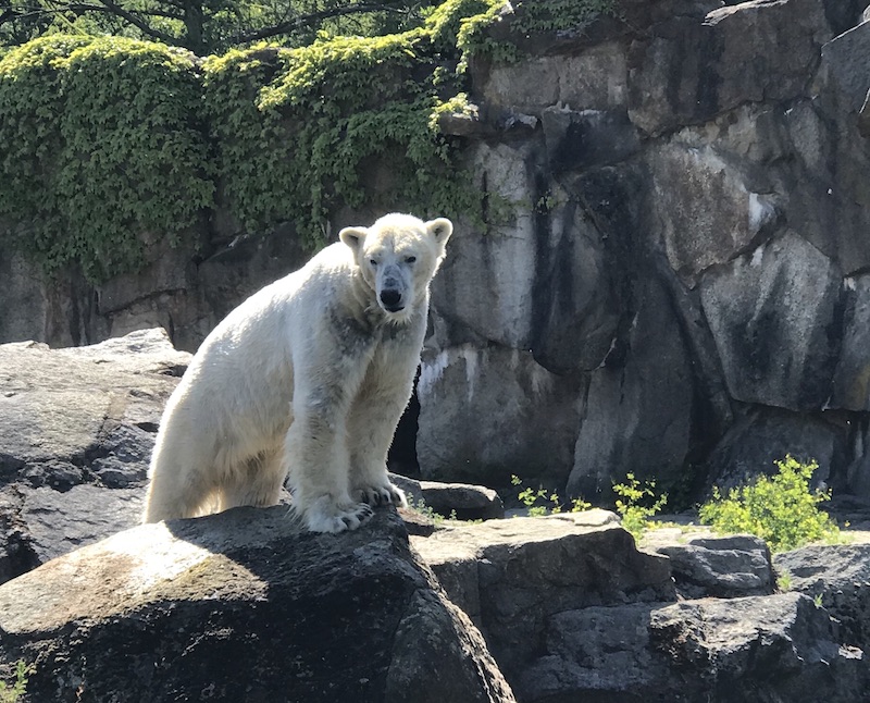 Eisbär im Zoo Berlin - Mehr Infos auf Mamaskind.de