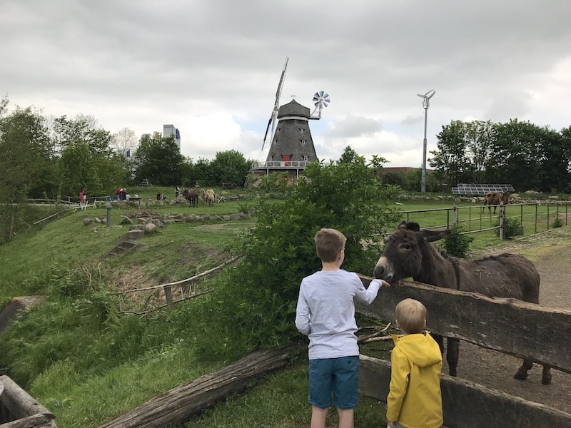 Esel füttern mit gekauftem Futter im Zoo Stralsund. | Mehr Infos auf Mamaskind.de