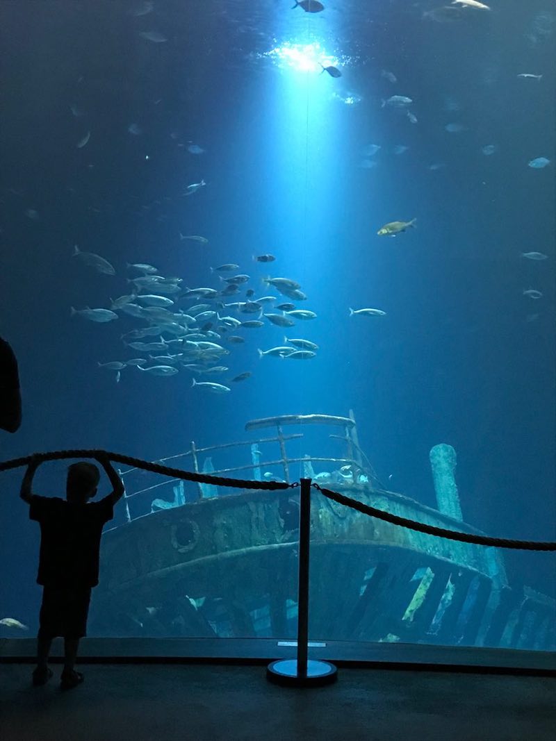 Riesiges Aquarium im Ozeaneum Stralsund | Mehr Infos zum Urlaub in Stralsund mit Kindern gibt es auf Mamaskind.de