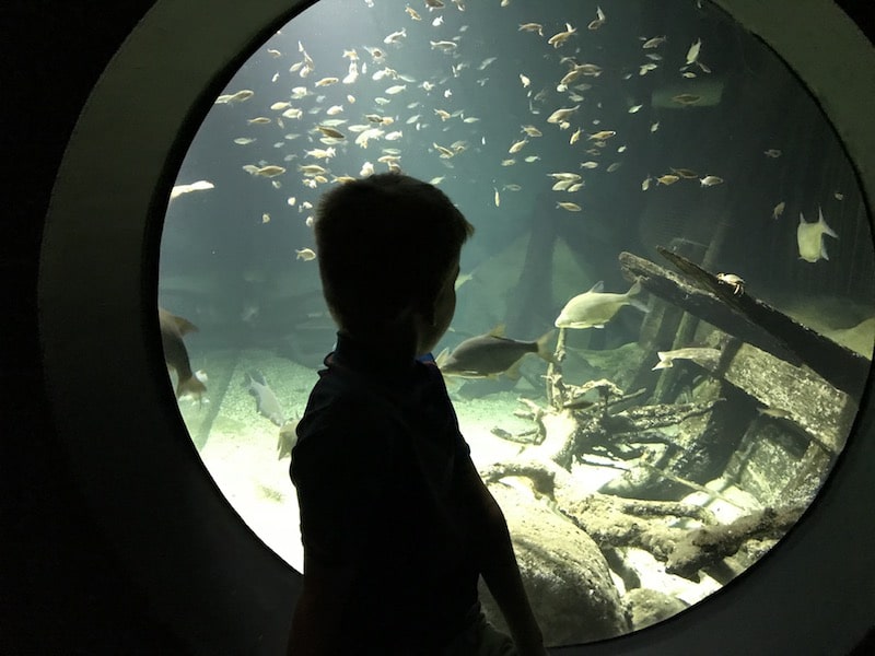 Im Ozeaneum Stralsund gibt es Aquarien mit Ost- und Nordseefischen. | Mehr Infos zum Urlaub in Stralsund mit Kindern gibt es auf Mamaskind.de