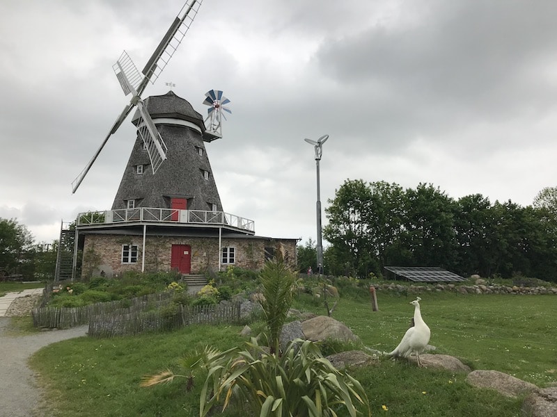 Windmühle im Stralsunder Zoo - begehbar | Mehr Infos auf Mamaskind.de