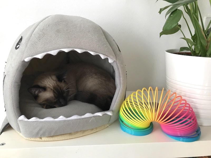 Siamkatze kuschelt sich in Hai-Höhle. So niedlich! | Mehr Infos auf Mamaskind.de