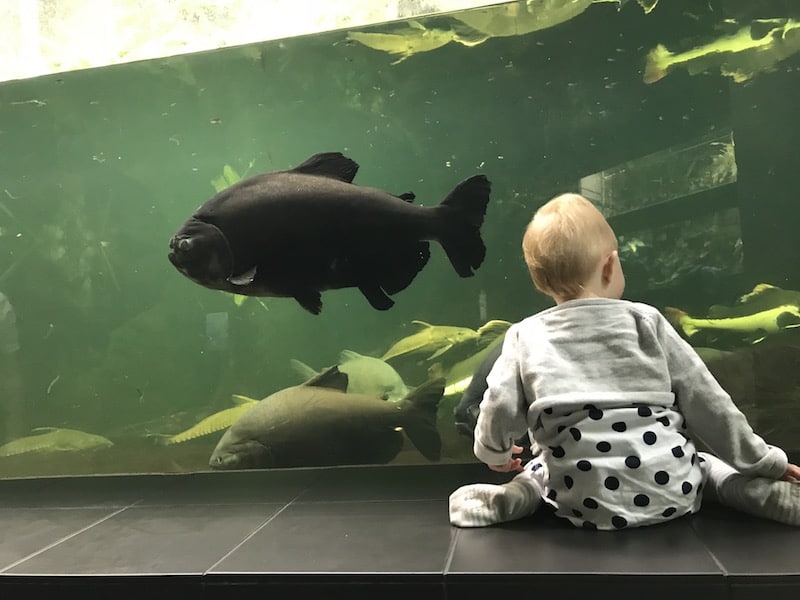 Letztes Mal Aquarium - vorerst? | Mehr Infos auf Mamaskind.de