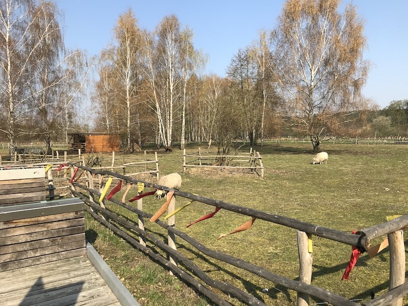 Schafe vor dem Besucherzentrum Naturpark-Nieplitz | Mehr Infos auf Mamaskind.de