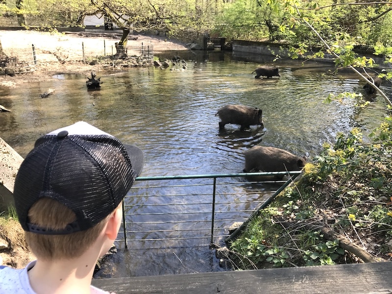 Was sind denn das für Schweine? Wilde. Im Tierpark Cottbus. | Mehr Infos zum Urlaub im Spreewald mit drei Kindern auf Mamaskind.de