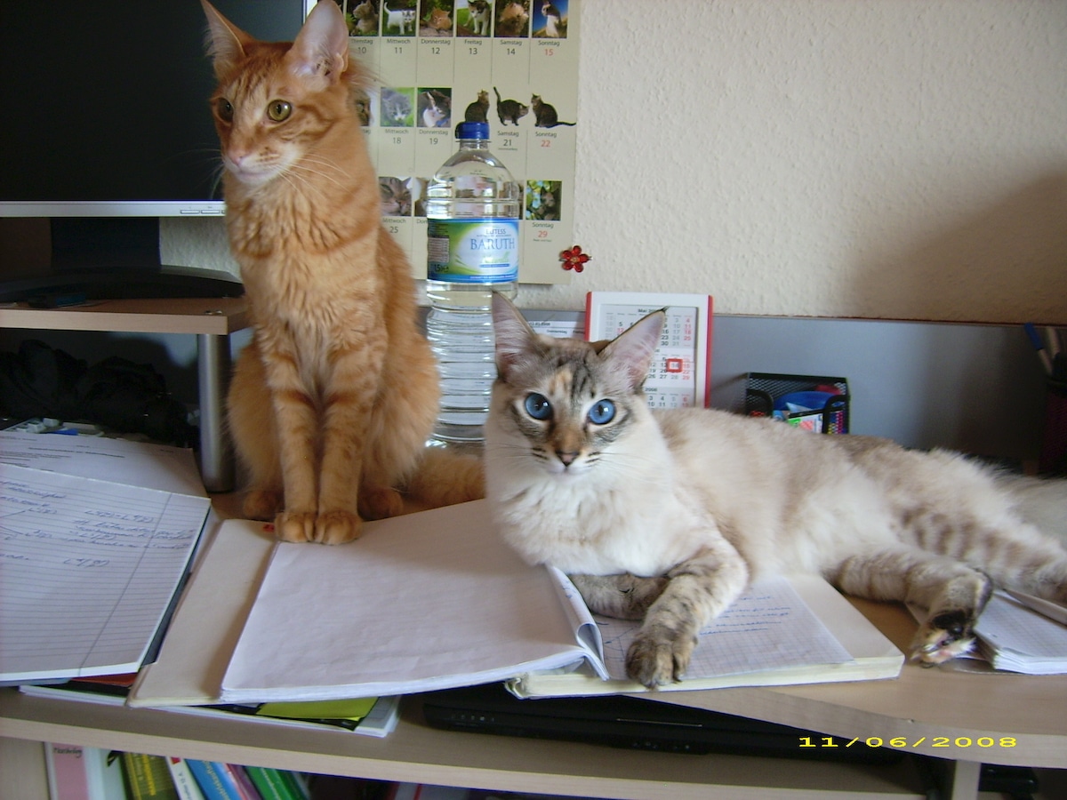 Unsere ersten Katzen: Javanese Carlo und Balinese Malaika neben VWL-Unterlagen - Mamaskind.de