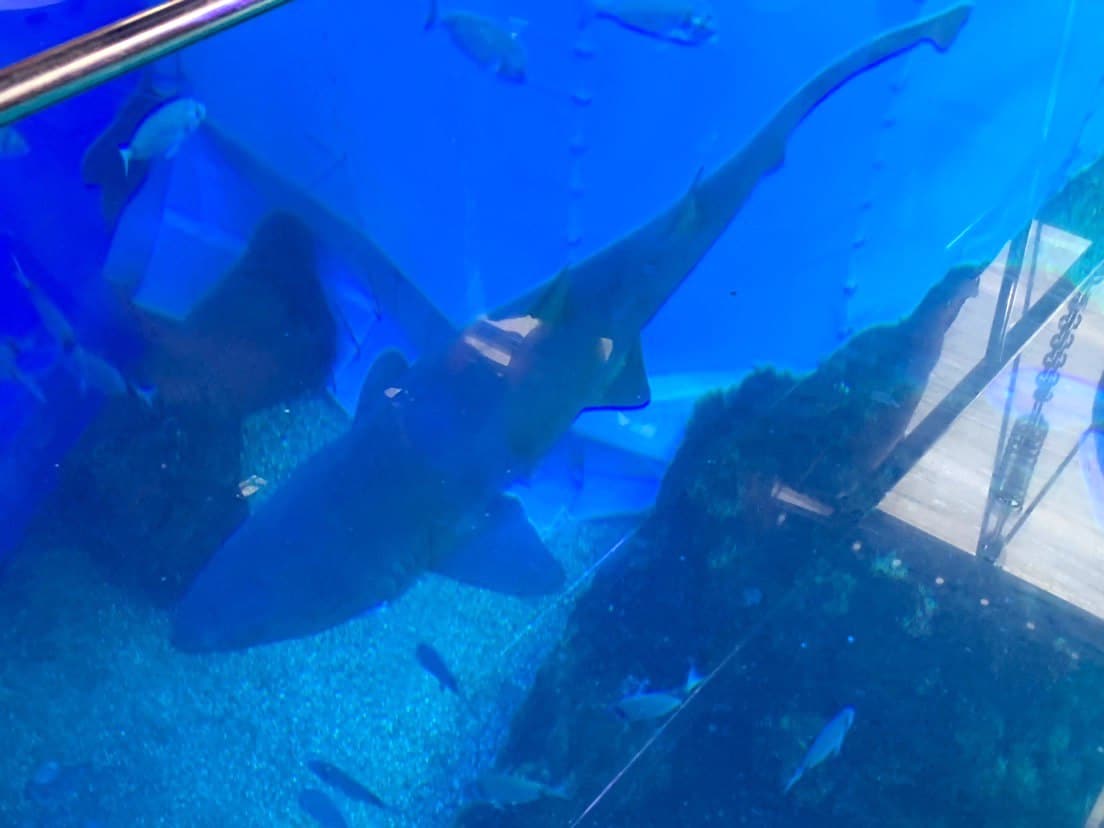 Die Kinder bestaunen die Haie im Hai-Boot im Aquarium auf Mallorca. - Mallorca mit Kindern auf Mamaskind.de