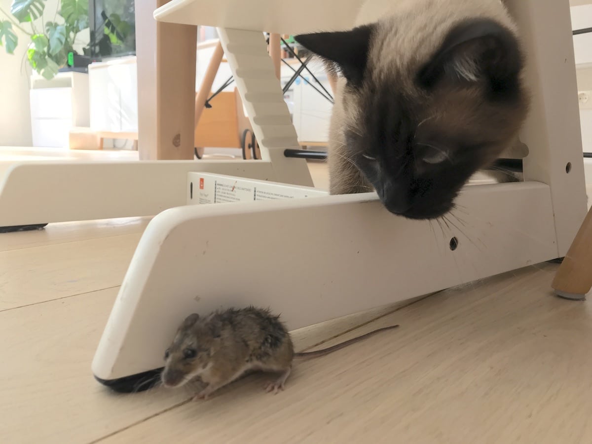 Spielen Tom & Jerry: Freddy brachte eine Maus ins Haus. Irks. - Mamaskind.de