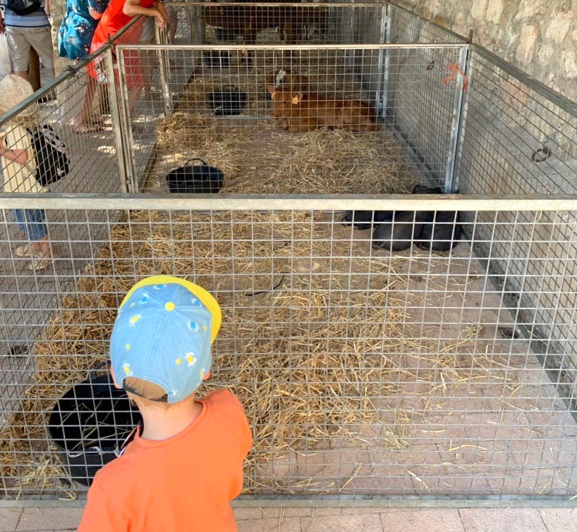 Befremdlich: Lebende Tiere auf dem Markt in Sineu. - Mit Kindern auf Mallorca auf Mamaskind.de