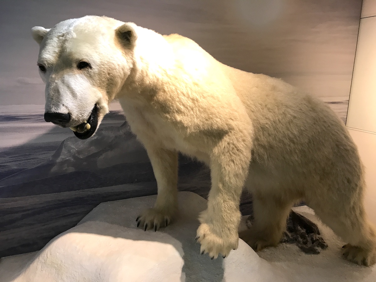 Naturkundemuseum Potsdam - Der Eisbär ist riesig. So nah waren wir einem Eisbären noch nie! - Mamaskind.de