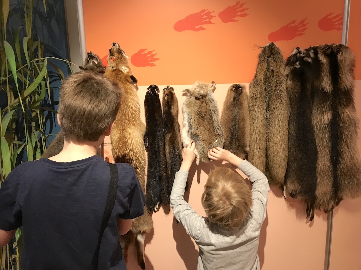 Naturkundemuseum Potsdam - wir erraten Tiere anhand der Felle... - Unterwegs mit drei Kindern - Mamaskind.de