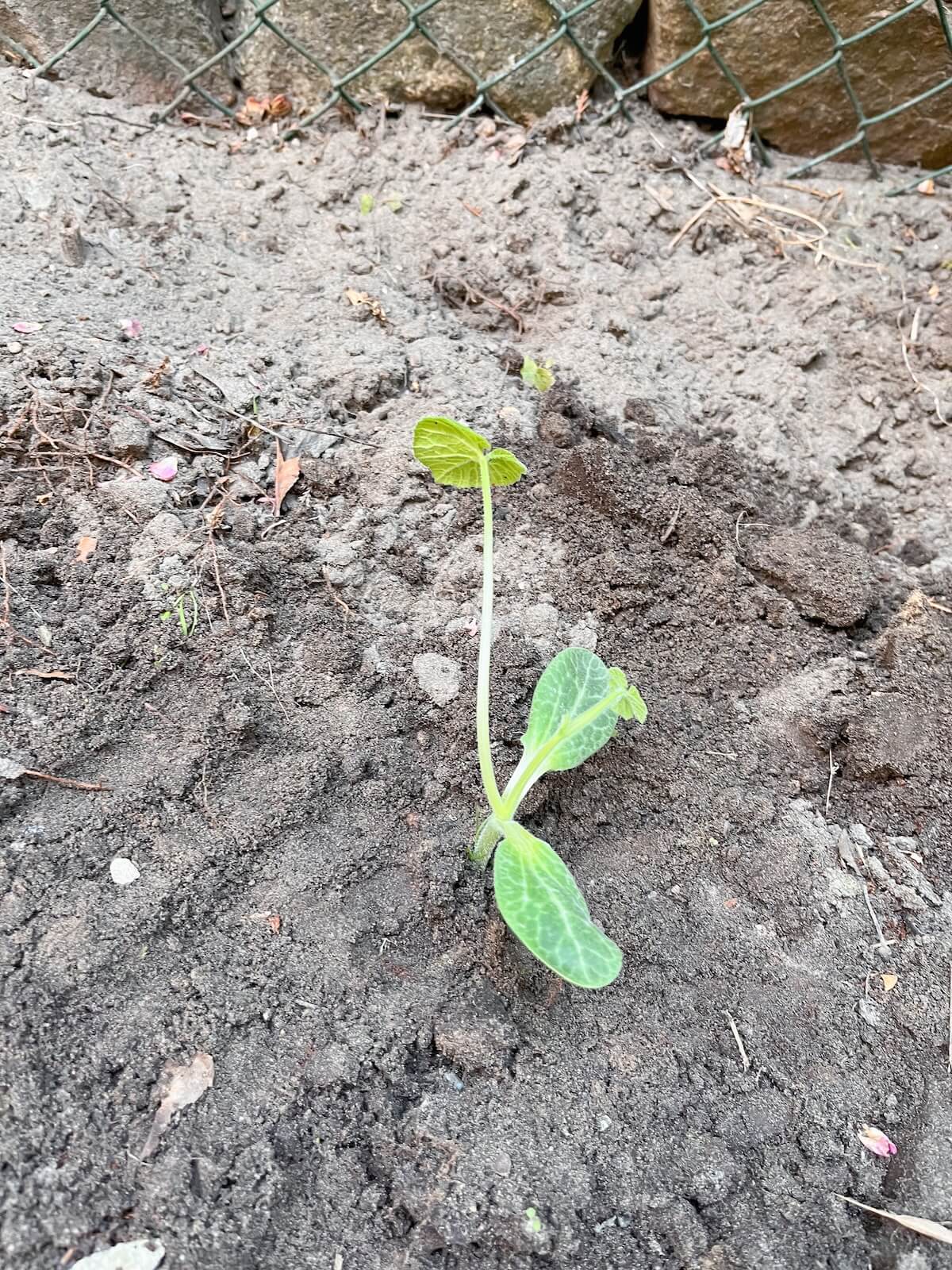 Kleine Pflanze im Garten einsetzen – bitte.kaufen