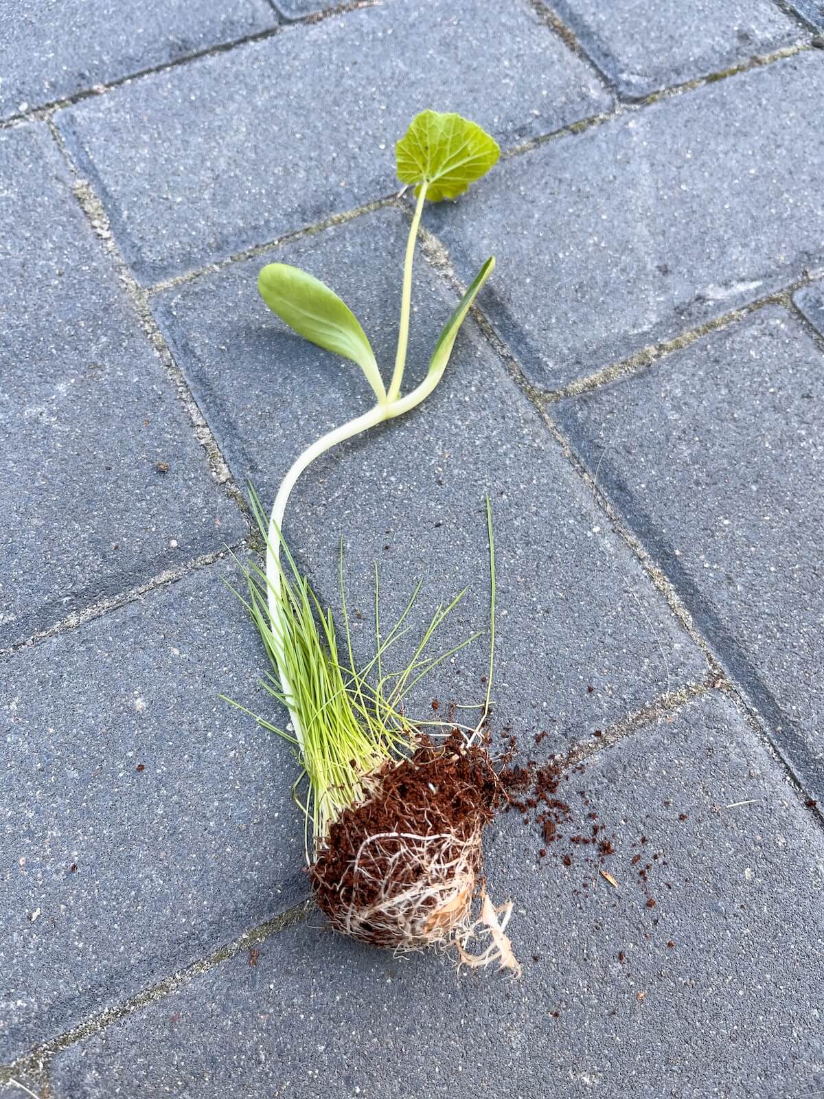 Kürbispflanze mit Wurzeln aus Eierschale – bitte.kaufen